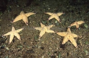 Northern Pacific Sea Stars (Asterias amurensis) Northern Pacific Sea Stars (Asterias amurensis)