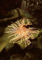 Estrella Sea Star on kelp in Antarctic waters. Estrella Sea Star on kelp in Antarctic waters.