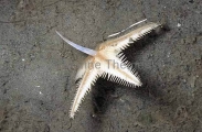 Comb Sea Star (Archaster angulatus) Comb Sea Star (Archaster angulatus)