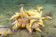 Northern Pacific Sea Stars (Asterias amurensis) Northern Pacific Sea Stars (Asterias amurensis)