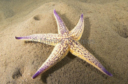 Northern Pacific Sea Star (Asterias amurensis) Northern Pacific Sea Star (Asterias amurensis)