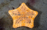 Southern Sea Star (Tosia australis) Southern Sea Star (Tosia australis)