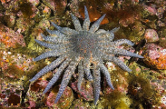 Sunflower Sea Star (Pycnopodia helianthoides) Sunflower Sea Star (Pycnopodia helianthoides)