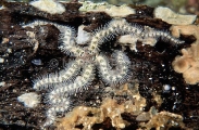 Brittle Star (Ophiothrix spongicola) Brittle Star (Ophiothrix spongicola)