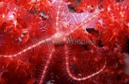 Brittle Star (Ophiothrix foveolata) Brittle Star (Ophiothrix foveolata)