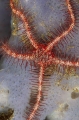 Brittle Star (Ophiothrix sp.) Brittle Star (Ophiothrix sp.)