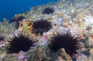 Sea Urchins (Centrostephanus rodgersii) Sea Urchins (Centrostephanus rodgersii)