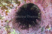 Sea Urchin (Centrostephanus rodgersii) Sea Urchin (Centrostephanus rodgersii)