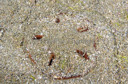 Sand Dollar (Astriclypeus manni) Sand Dollar (Astriclypeus manni)