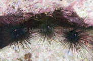 Sea Urchins (Diadema setosum) Sea Urchins (Diadema setosum)