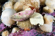 Green Sea Urchin (Strongylocentrotus droebachiensis) Green Sea Urchin (Strongylocentrotus droebachiensis)