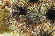 Sea Urchins (Diadema setosum)