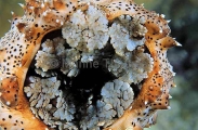 Sea Cucumber (Bohadschia graeffei) Sea Cucumber (Bohadschia graeffei)