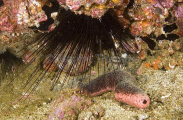 Pink Sea Cucumber Holothurians (Holothuroidea) Pink Sea Cucumber Holothurians (Holothuroidea)
