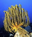 Yellow Crinoid (Comanthus sp.) Yellow Crinoid (Comanthus sp.)