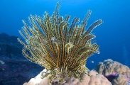 Crinoid (Comantheria briareus) Crinoid (Comantheria briareus)