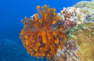Golden Crinoid (Crinoidea sp.) Golden Crinoid (Crinoidea sp.)