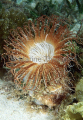 Southern Tube Anemone (Cerianthus sp.) Southern Tube Anemone (Cerianthus sp.)