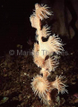 Gorgonian Anemone (Nemanthus annamensis) Gorgonian Anemone (Nemanthus annamensis)