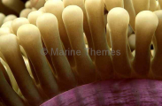 Magnificent Sea Anemone (Heteractis magnifica) Magnificent Sea Anemone (Heteractis magnifica)