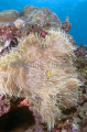 Leathery Anemone (Heteractis crispa) Leathery Anemone (Heteractis crispa)