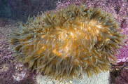 Bubble-tip Anemone (entacmaea actinostoloides) Bubble-tip Anemone (entacmaea actinostoloides)
