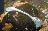 Aggregating Anemones (Anthopleura elegantissima) Aggregating Anemones (Anthopleura elegantissima)