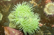 Giant Green Anemone (Anthoplura xanthrogrammica) Giant Green Anemone (Anthoplura xanthrogrammica)