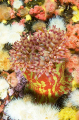Painted Anemone (Urticina crassicornis) Painted Anemone (Urticina crassicornis)