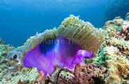 Magnificent Sea Anemone (Heteractis magnifica) Magnificent Sea Anemone (Heteractis magnifica)