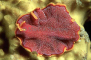 Red Flatworm (Pseudoceros ferrugineus) Red Flatworm (Pseudoceros ferrugineus)