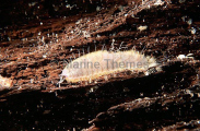 Scale Worm (Lepidonotus jacksoni) Scale Worm (Lepidonotus jacksoni)