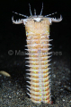 Bobbit Worm (Eunice aphroditois) Bobbit Worm (Eunice aphroditois)