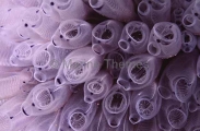 Blue Ascidians (Clavelina molluccensis) Blue Ascidians (Clavelina molluccensis)
