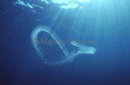Tropical salp made up of a colony of transparent tunicates. Tropical salp made up of a colony of transparent tunicates.