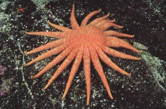Sunflower Star (Pycnopodia helianthoides) Sunflower Star (Pycnopodia helianthoides)