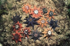 Spurred Sea Stars (Patiriella calcar) Spurred Sea Stars (Patiriella calcar)