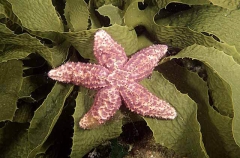 Velvet Sea Star (Petricia vernicina) Velvet Sea Star (Petricia vernicina)