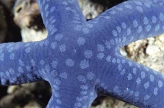 Variable Sea Star (Linckia laevigata) Variable Sea Star (Linckia laevigata)