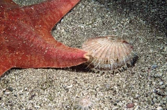 San Diego Scallop (Pectin diegensis) San Diego Scallop (Pectin diegensis)