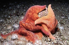 Bat Stars (Asterina miniata)