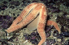 Rainbow Star (Orthasterias koehleri) Rainbow Star (Orthasterias koehleri)