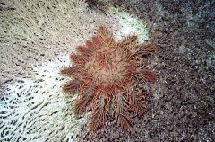 Crown Of Thorns Sea Star (Acanthaster planci) Crown Of Thorns Sea Star (Acanthaster planci)