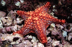 Panamic Cushinstar (Pentaceraster cumingi) Panamic Cushinstar (Pentaceraster cumingi)