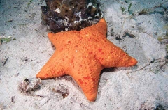 Obese Sea Star (Anthenea obesa)