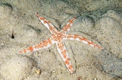 Angular Sea Star (Archaster angulatus)