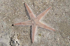 Spiny Sand Star (Astropecten vappa)