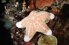 Granular Sea Star (Choriaster granulatus)