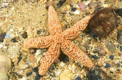 Granulated Sea Star (Uniophora granifera) Granulated Sea Star (Uniophora granifera)