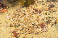 Eleven-armed Sea Star (Coscinasterias muricata) Eleven-armed Sea Star (Coscinasterias muricata)